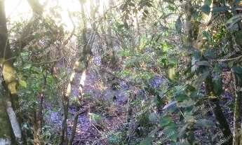 Imagem 6: Excelente Chácara Sem Benfeitorias