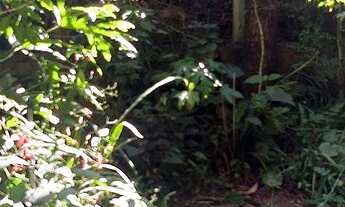 Imagem: Casa/Chácara - Estância Climática de