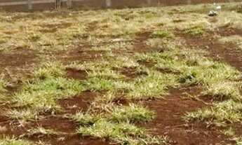 Imagem 3: Lote em Goiânira(ágio