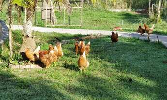 Imagem 4: Fazenda/Sítio/Chácara para venda tem 800 metros quadrados com 4 quartos