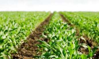 Imagem 2: Fazenda flor de lis ( região de itaubà