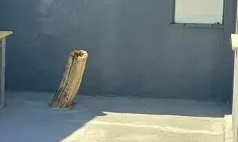 Imagem 7: Casa plana Casa com 3 dormitórios