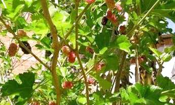 Imagem 5: Sítio com 3 dormitórios à venda, 1470 m² por R$ 150.000,00 - Jacutinga - Jacutinga/MG