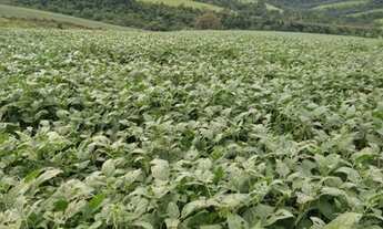 Imagem 3: Fazenda/Sítio/Chácara para venda tem 242000 metros quadrados