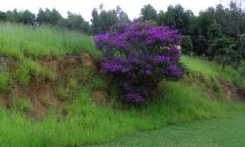Imagem 6: Sitio 156 mil metros quadrados com 4 quartos aceita permuta carro