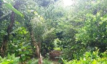 Imagem 3: Excelente Chácara