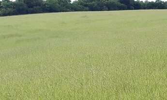 Imagem 7: Fazenda/Sítio/Chácara 5,2 hectares, açude, vista para o Guaíba em Itapuã - Viamão - RS