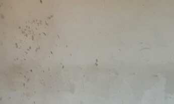 Imagem 3: Vendo casa em área verde