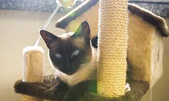 Imagem 7: Apartamento com 4 dormitórios à venda, 273 m² por R$ 2.040.000,00 - Vila Alexandria - São