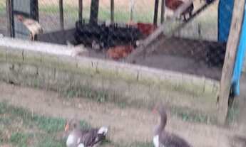 Imagem 2: Sítio cachoeiras de macacu