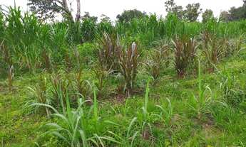 Imagem 7: Chácara Chácara com venda por R$300.000