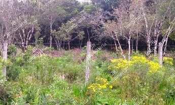 Imagem 5: Excelente Chácara Sem Benfeitorias