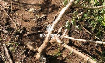 Imagem 4: Fazenda 66 Alqueires, 40 km de Palmas