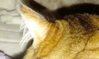 Imagem: Procuro apartamento Ótimo que aceite pet