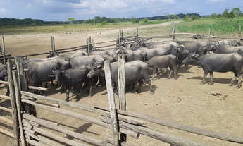Imagem 6: Fazenda PA Marajó 100 mil hect
