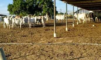 Imagem 3: Fazenda/Sítio/Chácara para venda tem 200 metros quadrados com 3 quartos