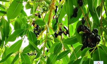 Imagem 6: Lote de 1.000 m² no bairro Santos Dumont - Lagoa Santa/MG