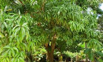Imagem 5: Sitio a venda com 3 hectares em Barra do Pojuca