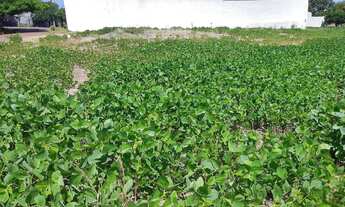Imagem 7: Terreno para Venda em Londrina, Colúmbia