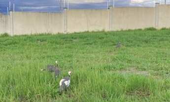 Imagem 4: Terreno 275m² no Residencial Ágata