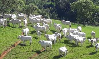 Imagem: Propriedade com 25 Alqueires porteira fechada