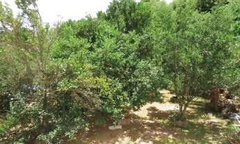 Imagem: Casa em lote de 1000m2 03 quartos 01 suíte