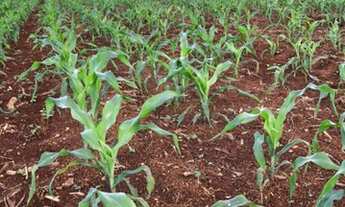 Imagem: EXCELENTE FAZENDA PRÓXIMA DE PALMAS