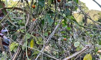 Imagem 6: São Lourenço da Serra - Chácara - Barrinha
