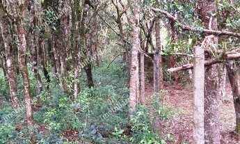 Imagem 3: Excelente Chácara Sem Benfeitorias