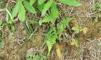 Imagem 3: Lote/Terreno para venda com 21106 m² - Fazenda Juriti - Petrópolis - RJ