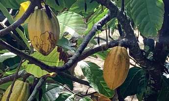 Imagem 4: Sitio a venda com 3 hectares em Barra do Pojuca