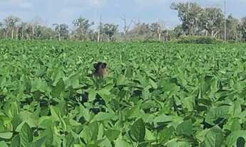 Imagem 6: Fazenda Município Feliz Natal - MT