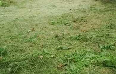 Imagem 3: Casa para alugar em Santo Amaro da Imperatriz!