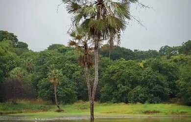 Imagem 2: * Loteamento Reserva Camará a 7 km do Centro de Eusébio! Condomínio Fechado 3 1 7 6 9