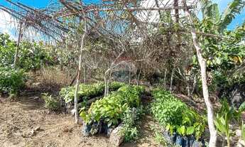 Imagem 3: Sitio de 10 tarefas a venda na região da Várzea Valença BA!