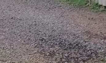 Imagem 4: Blumenau - Galpão/Depósito/Armazém - Escola Agricola