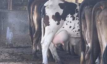 Imagem 4: Terreno fazenda Real IV