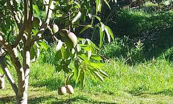 Imagem 2: Vendo ótima chácara Roças Novas (Caeté)