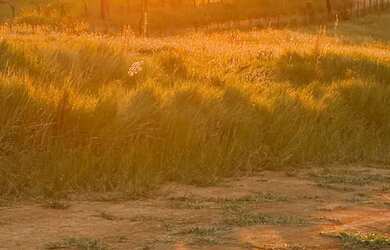 Imagem: Terreno de 1.000m² perto de São Roque