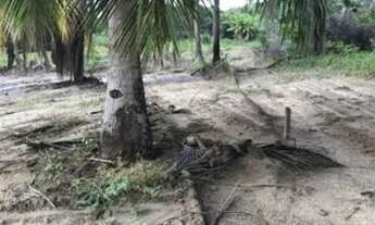 Imagem 2: TERRENOCAMAÇARI