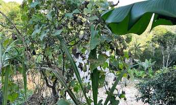 Imagem 5: São Lourenço da Serra - Chácara - Barrinha