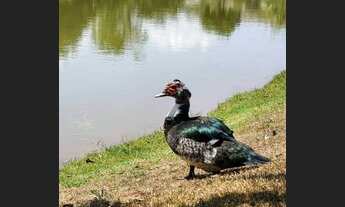 Imagem 4: Lote de 1.000 m² no bairro Santos Dumont - Lagoa Santa/MG