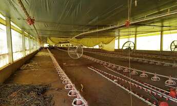 Imagem 3: Granja em terreno de 55.000 m2, com 02 casas e barracão - Quadra - SP