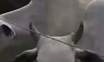 Imagem: Sitio 5 hectares Irrigação subterrânea