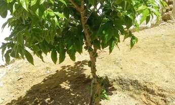 Imagem 5: Vendo 1 Casa e 1 terreno no Cidade Modelo