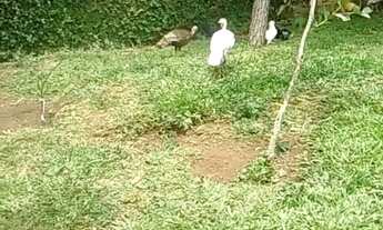 Imagem: Vendo ou troco Terreno 12x30 Av venezuela