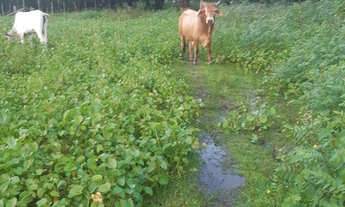 Imagem 7: Fazenda PA Marajó 100 mil hect