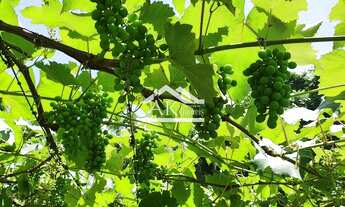 Imagem 7: Sítio com casa de 5 quartos em Picada Café na serra gaúcha