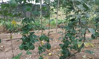 Imagem 5: Vendo Terreno Produtivo de 24,65Ha e Casa Sede Alto Padrão