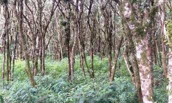 Imagem: Excelente Chácara Sem Benfeitorias